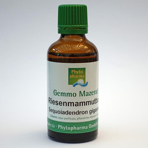 Riesenmammutbaum (Sequoiadendron giganteum) | 50 ml