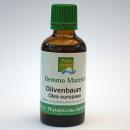 Olivenbaum (Olea europaea) | 50 ml